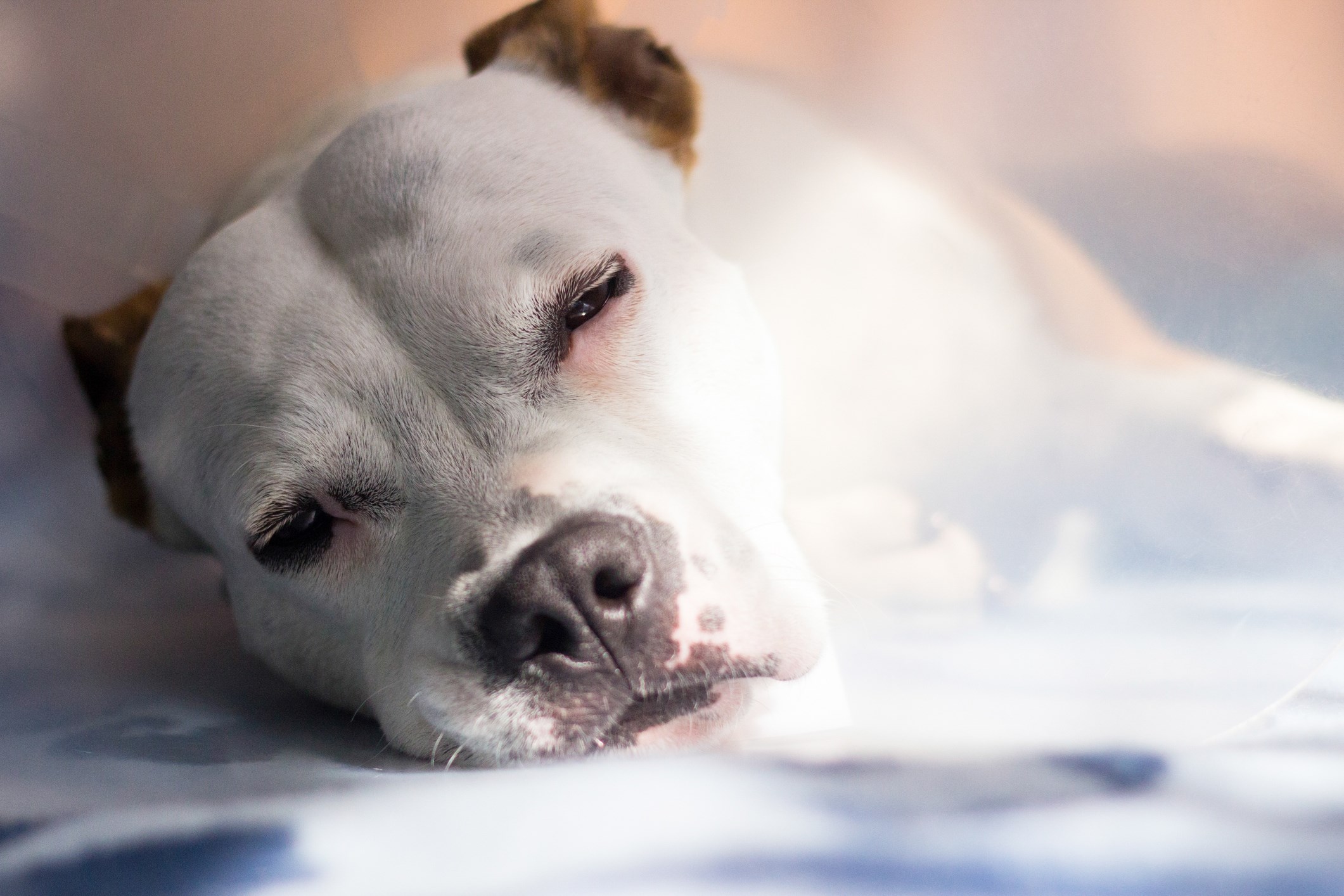 Aflivning af hund i Amager, Kastrup og København