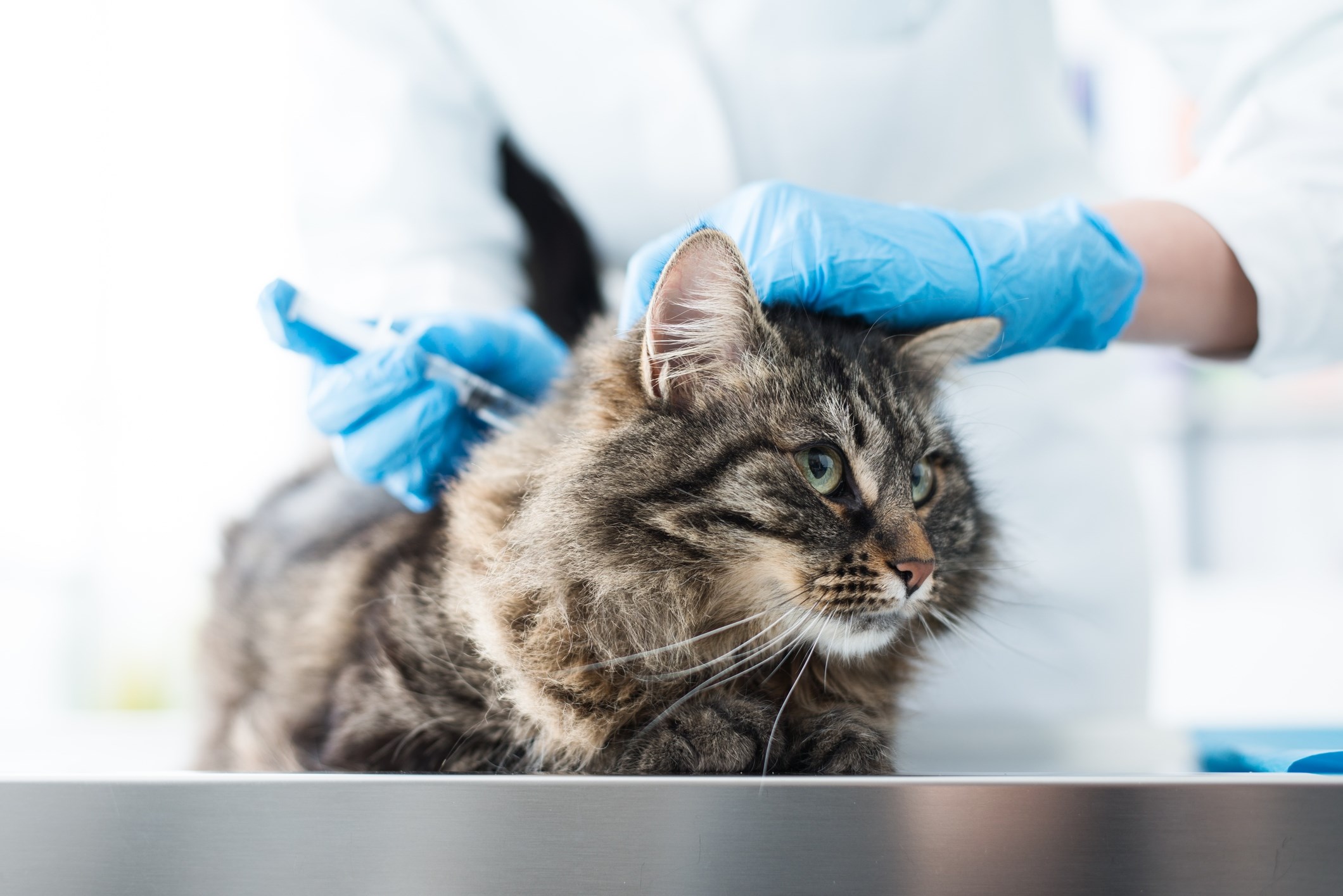 Vaccination af Kastrup på Amager | Vaccination af kat i København