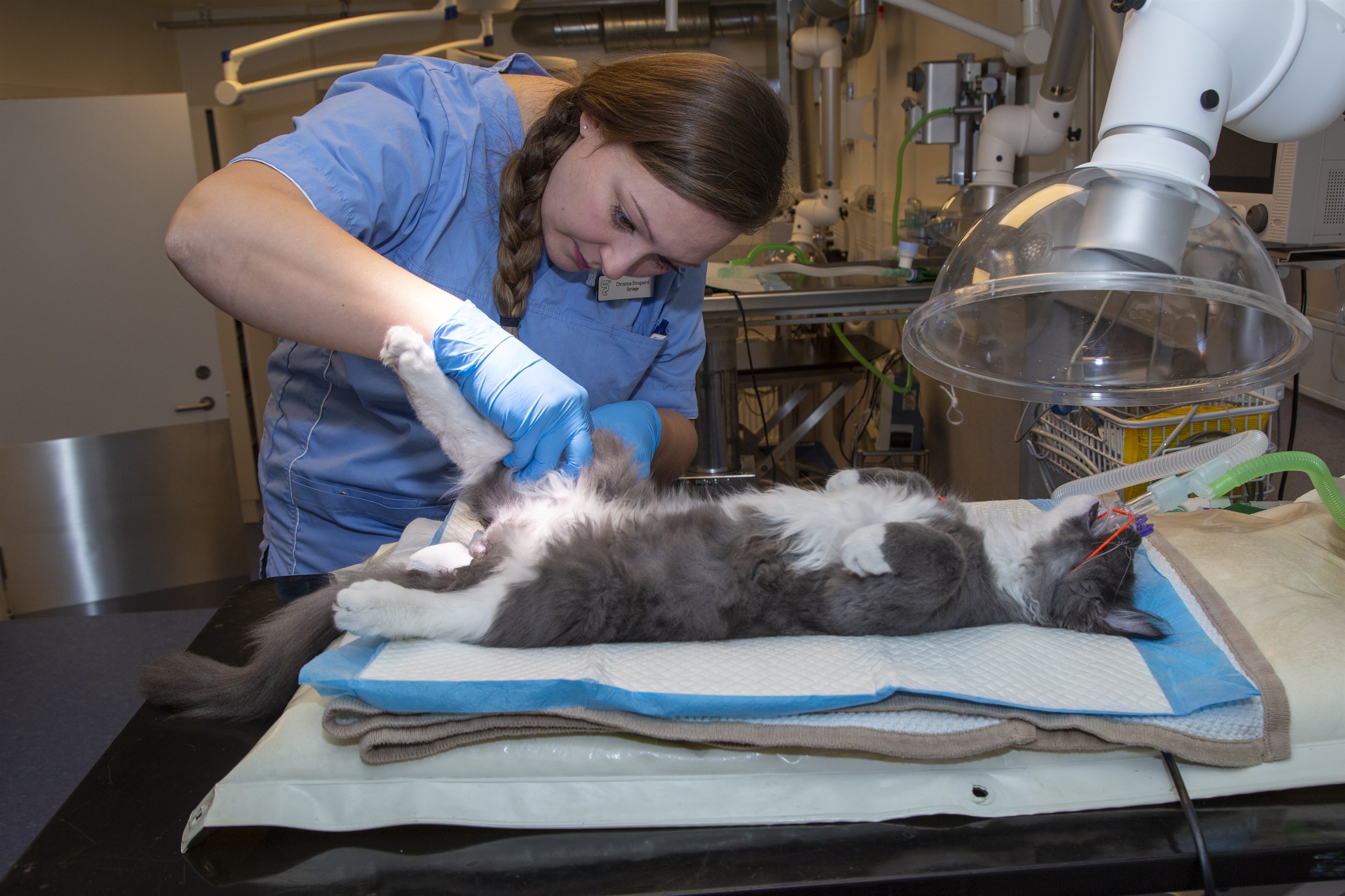 Kastration af kat i Kastrup Sterilisation af kat på Amager i København