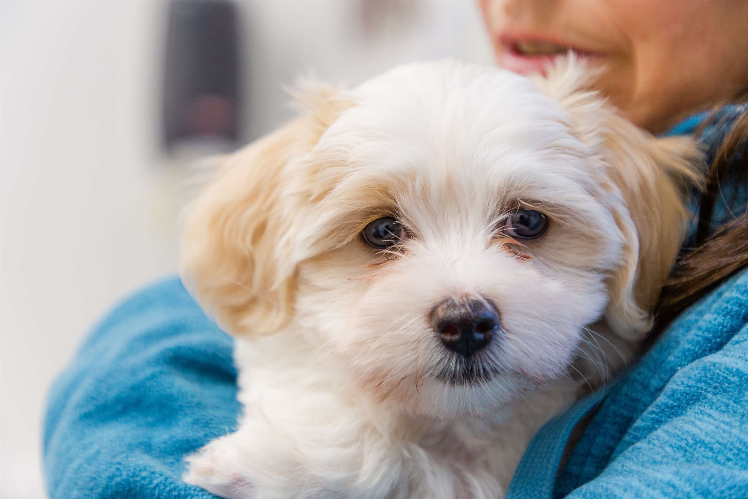 Hundehvalp, den første på Amager Dyreklinik i København